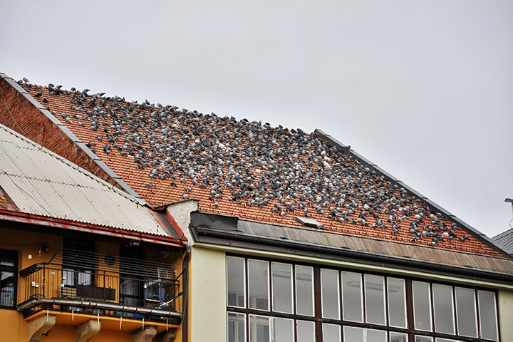 A2B Pest Control are able to install spikes to deter birds from roofs in Chigwell. 