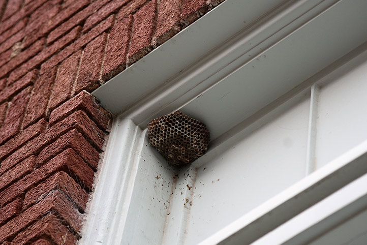 We provide a wasp nest removal service for domestic and commercial properties in Chigwell.